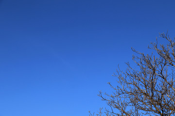 Tree without leaves with blue sky	