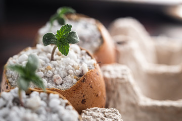 Three Sprouts of medical cannabis grows from the shell of eggs that are in environmentally friendly containers. horizontal . close-up