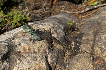 Southern Rock Agama on Table Mountain, Cape Town, South Africa