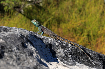Southern Rock Agama on Table Mountain, Cape Town, South Africa