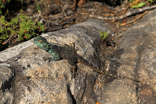 Lizard African Pattern