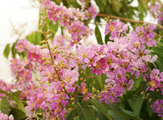 Inthanin flowers are blooming in thailand, Queen’s flower, Queen's crape myrtle, Pride of India, Jarul.