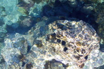 sea ​​urchins on the Costa del Sol