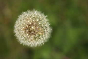 dandelion on green background