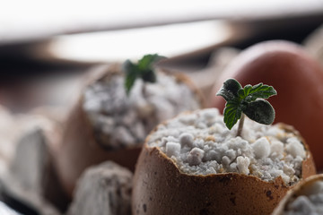 Three Sprouts of medical cannabis grows from the shell of eggs that are in environmentally friendly containers. horizontal . close-up