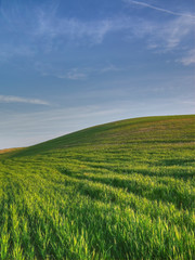 Obraz na płótnie Canvas Campo de cultivos verde con cielo azul.