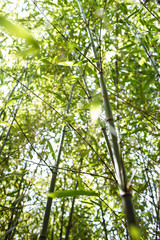Bamboo