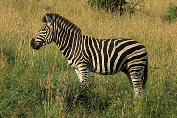 Fototapeta na wymiar Zebra in Pilanesberg National Park, South Africa 