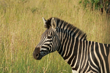 Fototapeta na wymiar Zebra in Pilanesberg National Park, South Africa 