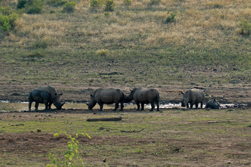 Naklejka na ściany i meble White Rhinoceros in Pilanesberg National Park, South Africa