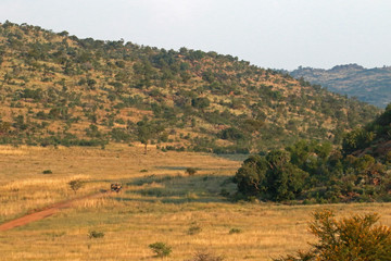 Landscape of wild area in Pilanesberg National Park, South Africa
