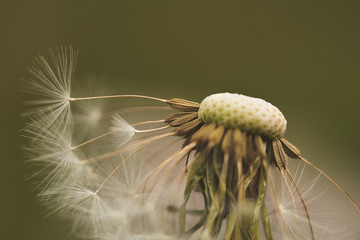 close up of dandelion seed head on green background 