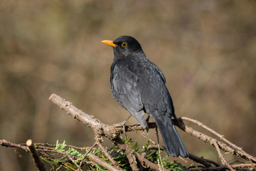 Amsel