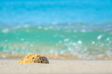 Coral on the beach and glittering light of the sea