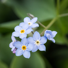 Myosotis de Printemps