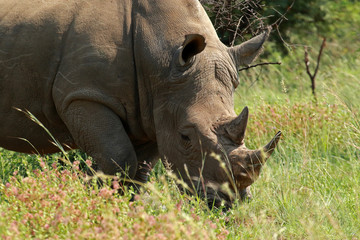 Obraz premium White Rhinoceros in Pilanesberg National Park, South Africa