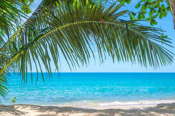 Fototapeta na wymiar coconut palms tree and turquoise sea. 