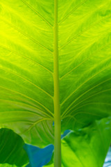 Texture of Bon leaves,Tropical green leaves.