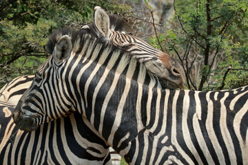 Fototapeta na wymiar Zebras in Pilanesberg National Park, South Africa 