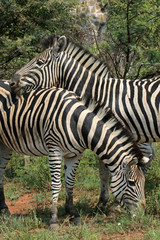 Fototapeta na wymiar Zebras in Pilanesberg National Park, South Africa 