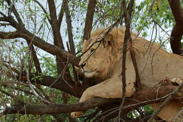 White Lion male on the tree in Lion Safari Park located in Hartbeespoort, South Africa