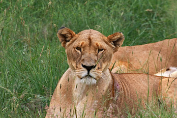 Obraz na płótnie Canvas Lioness in Lion Safari Park located in Hartbeespoort, South Africa