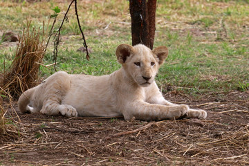 Fototapeta premium Rare White Lion Cub in Lion Safari Park located in Hartbeespoort, South Africa