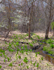 Early Spring Landscape