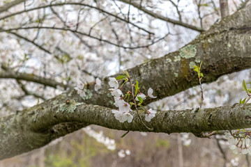 Capital Pear Flowers