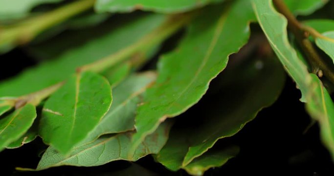 Fragrant Bay leaf rotates slowly.