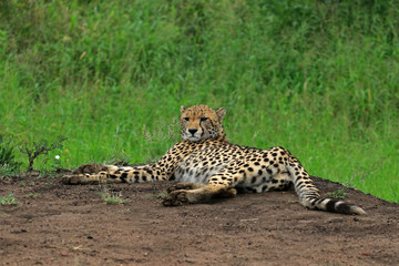 Cheetah resting in the bush, Bayala Game Reserve, South Africa