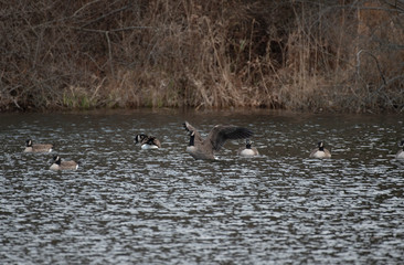 Canada Geese