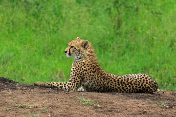 Cheetah resting in the bush, Bayala Game Reserve, South Africa