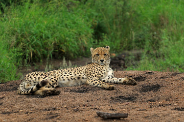 Cheetah resting in the bush, Bayala Game Reserve, South Africa