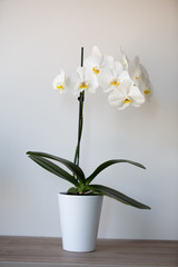 White orchids in a white pot in front of a white wall