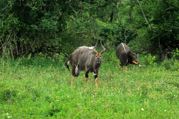 Greater kudu male in the bush, Bayala Game Reserve, South Africa
