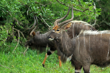 Naklejka na ściany i meble Greater kudu male in the bush, Bayala Game Reserve, South Africa