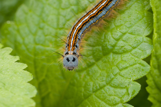 Ringelspinner Raupe