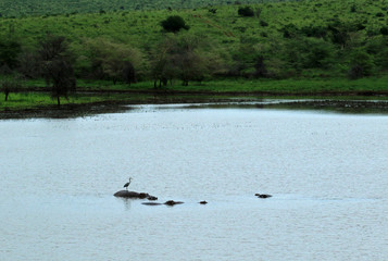 Hippos and heron in the lake, Bayala Game Reserve, South Africa