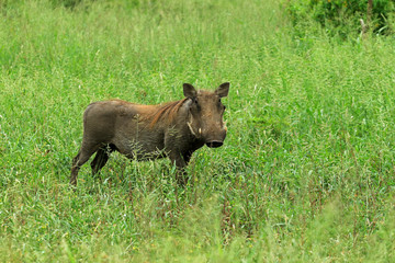 Warthog in the bush, Bayala Game Reserve, South Africa 