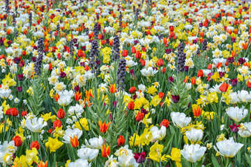 Field of different spring flowers with beautiful colours