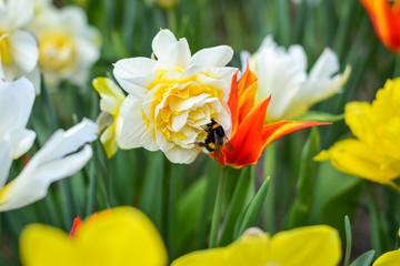 Bumblebee on a daffodil in a field of flowers with beautiful colours
