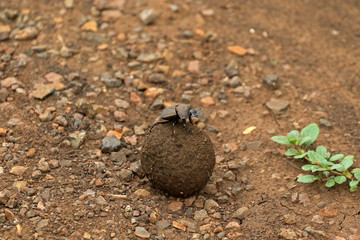 Dung beetle in the bush, Bayala Game Reserve, South Africa 