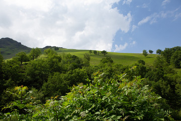 Fototapeta na wymiar Forest in Basque region, France