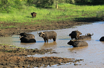 Naklejka na ściany i meble African buffalo in the river, Bayala Game Reserve, South Africa 