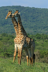 African giraffe with two heads in the wild, Bayala Game Reserve, South Africa