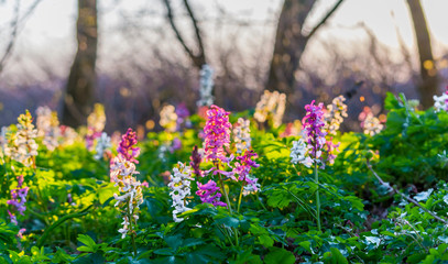 Scenic magical spring forest background of violet and white hollowroot Corydalis cava early spring wild flowers in bloom.