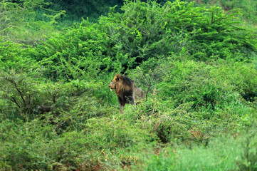 African lion male in Bayala Game Reserve, South Africa