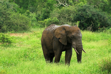 Fototapeta premium African elephant, Bayala Game Reserve, South Africa 