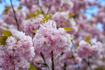 Cherry blossoms on a tree close up with blue sky